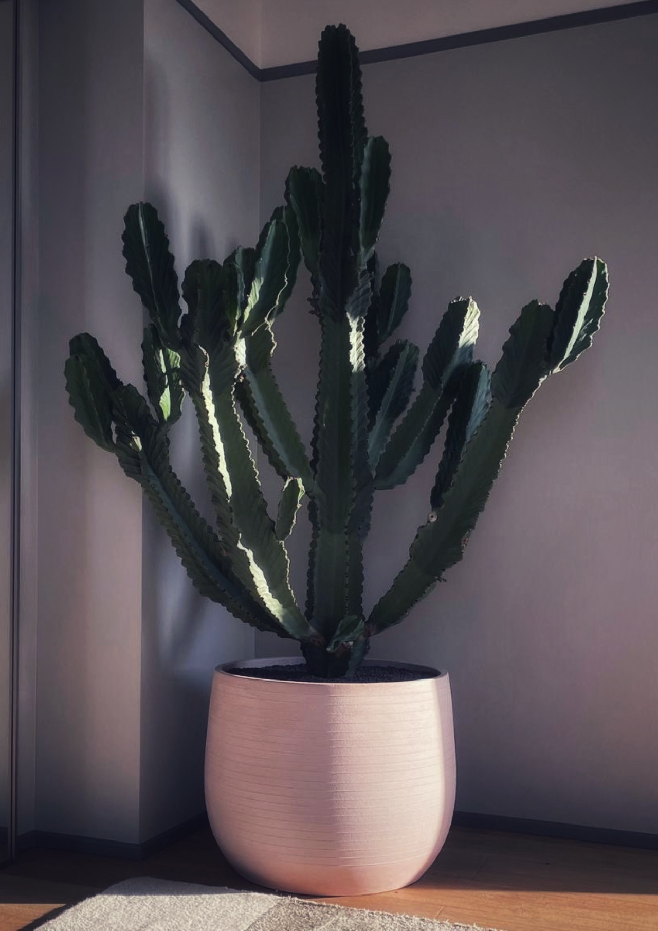 Vaso alto rotondo dal design minimalista per valorizzare il terrazzo
