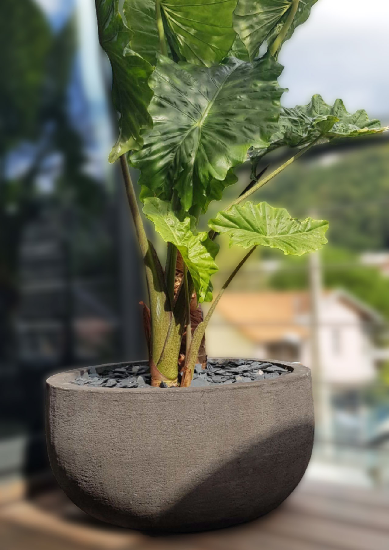 Vaso cilindrico gigante modello Pruno a colonna alto più di un metro